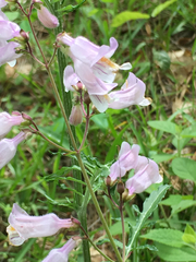 Penstemon laxiflorus
