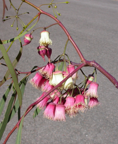 Jingymia Mallee (Eucalyptus synandra)