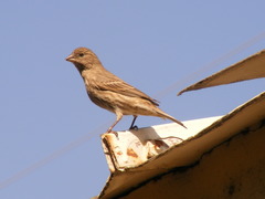 Haemorhous mexicanus