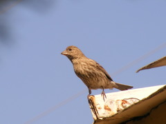 Haemorhous mexicanus