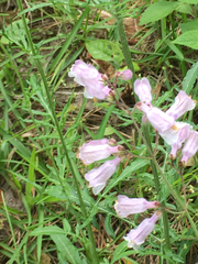 Penstemon laxiflorus