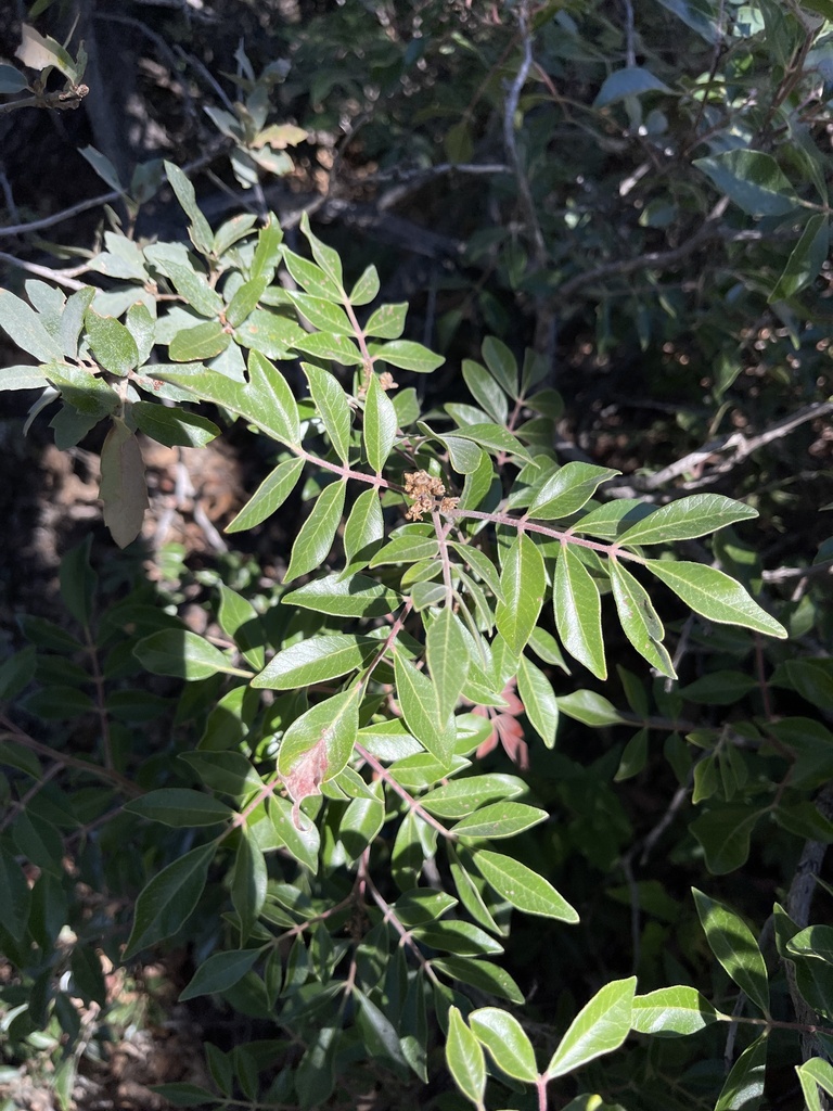 evergreen sumac from Big Bend National Park, Alpine, TX, US on December 4, 2023 at 1058 AM by