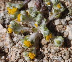 Eriophyllum pringlei