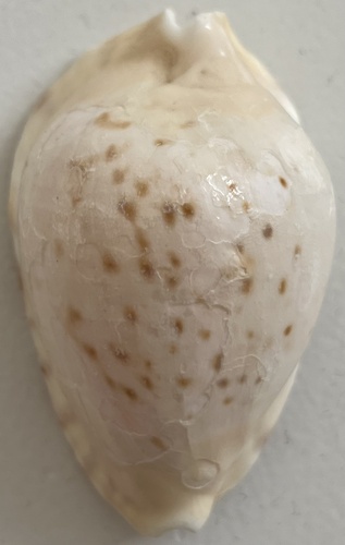 Cypraea marginata observed 2021-11-29