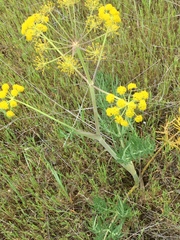 Ferula
