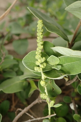 Chenopodium acuminatum virgatum
