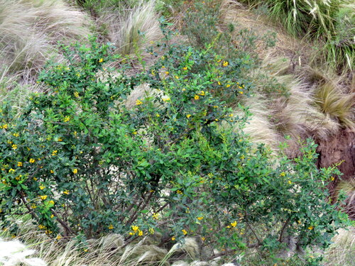 Berberis andeana (Berberis andeana)
