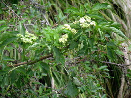 Image of Sambucus peruviana by no rights reserved