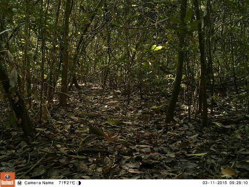 iNaturalist image