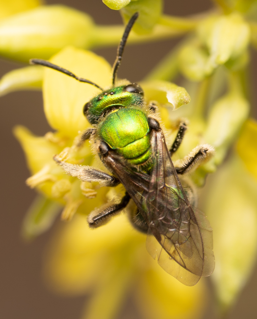 Peridot Sweat Bee