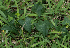 Solena amplexicaulis