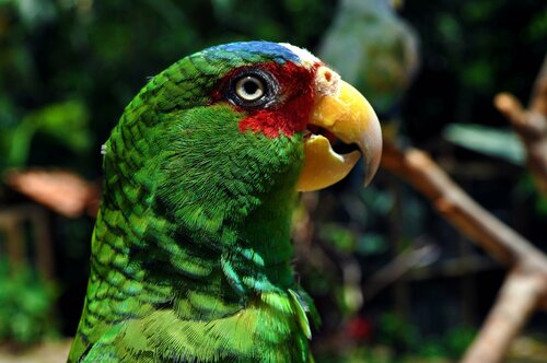 White-fronted Amazon