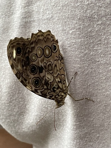 White-spotted Satyr