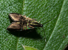 Saptha divitiosa