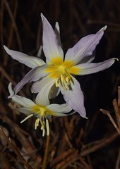 Erythronium citrinum