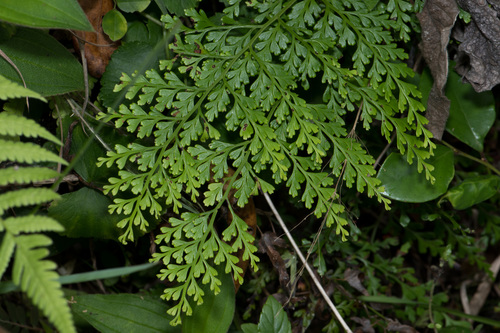 Fairy Fern