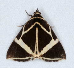 Fodina ostorius