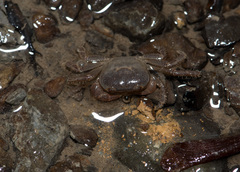 Geothelphusa ferruginea