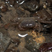 Geothelphusa ferruginea - Photo (c) Liu JimFood, μερικά δικαιώματα διατηρούνται (CC BY-NC), uploaded by Liu JimFood