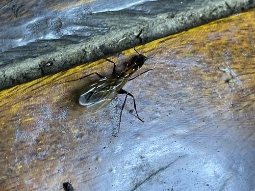 Camponotus mirabilis