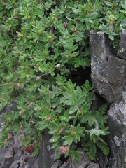 Dasiphora mandshurica