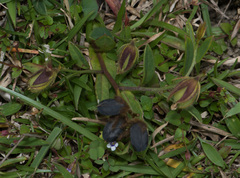 Crotalaria chinensis