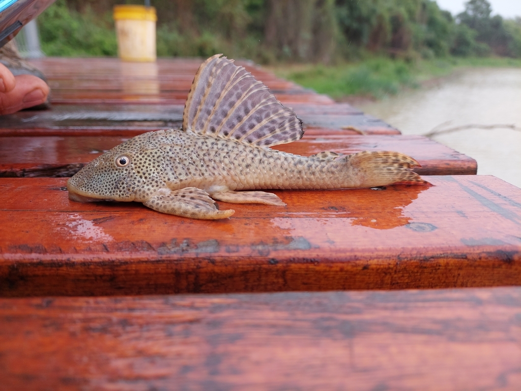 Hypostomus formosae