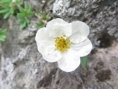 Dasiphora mandshurica