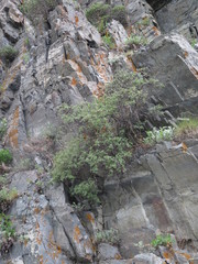 Dasiphora mandshurica