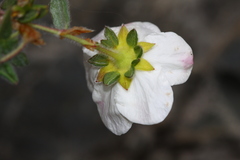 Dasiphora mandshurica