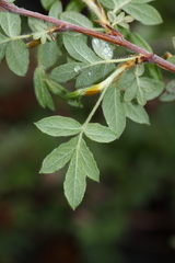 Dasiphora mandshurica