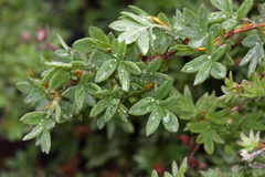 Dasiphora mandshurica