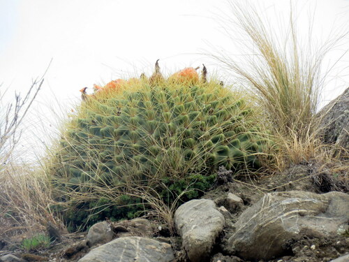 Image of Lobivia bruchii by no rights reserved