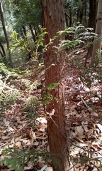 Chamaecyparis obtusa