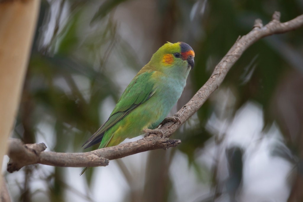 Purple-crowned Lorikeet from Serendip Sanctuary, 100 Windermere Rd ...