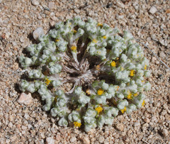 Eriophyllum pringlei