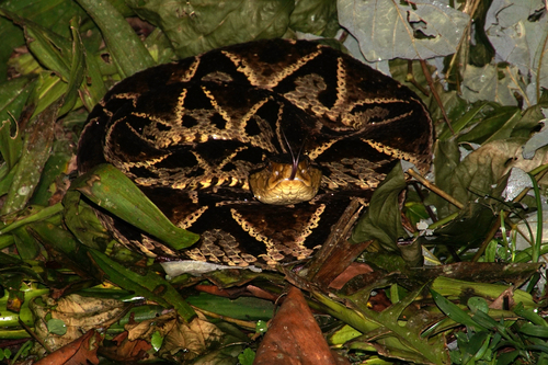 Terciopelo
