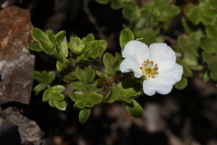 Dasiphora mandshurica