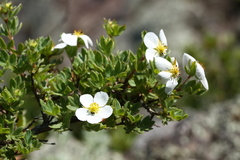 Dasiphora mandshurica