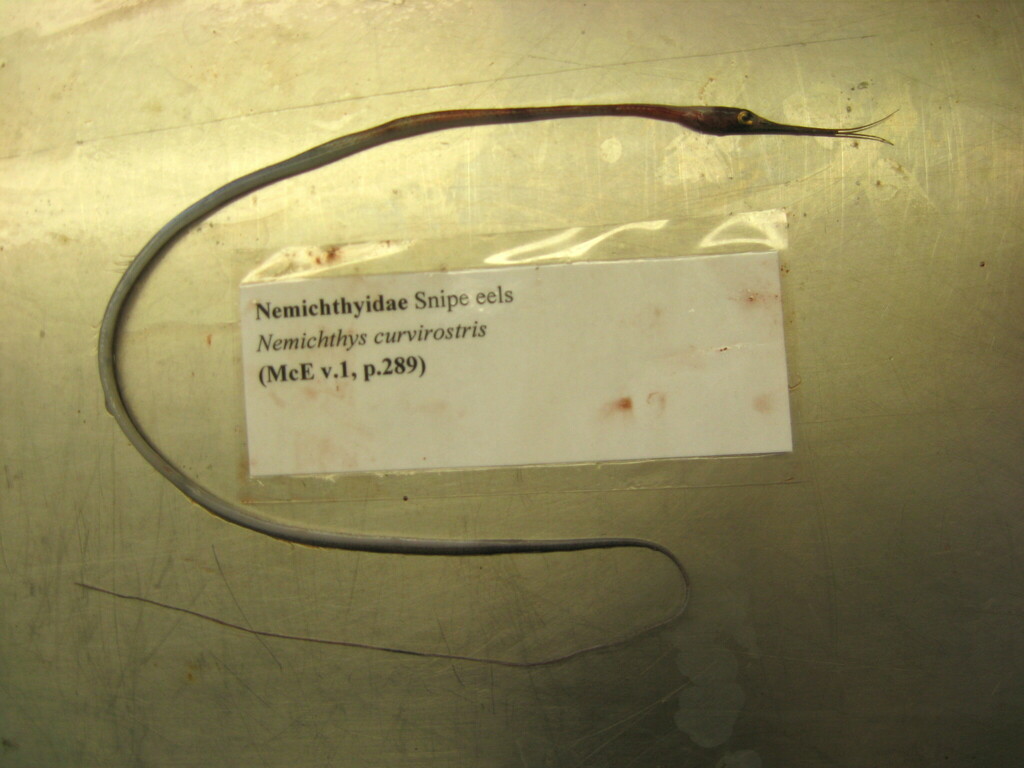Boxer Snipe Eel