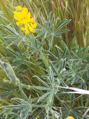 Lupinus luteus