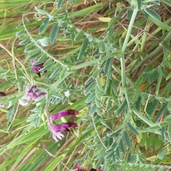 Vicia benghalensis
