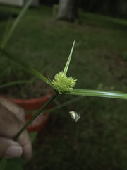 Cyperus cephalanthus