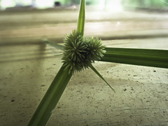 Cyperus cephalanthus