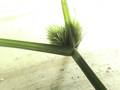 Cyperus cephalanthus