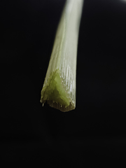 Cyperus cephalanthus