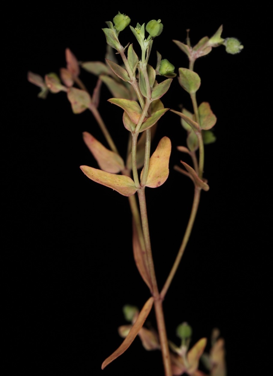 Euphorbia peplidion