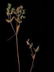 Euphorbia peplidion