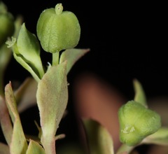 Euphorbia peplidion