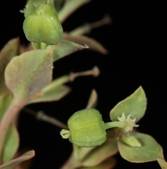 Euphorbia peplidion